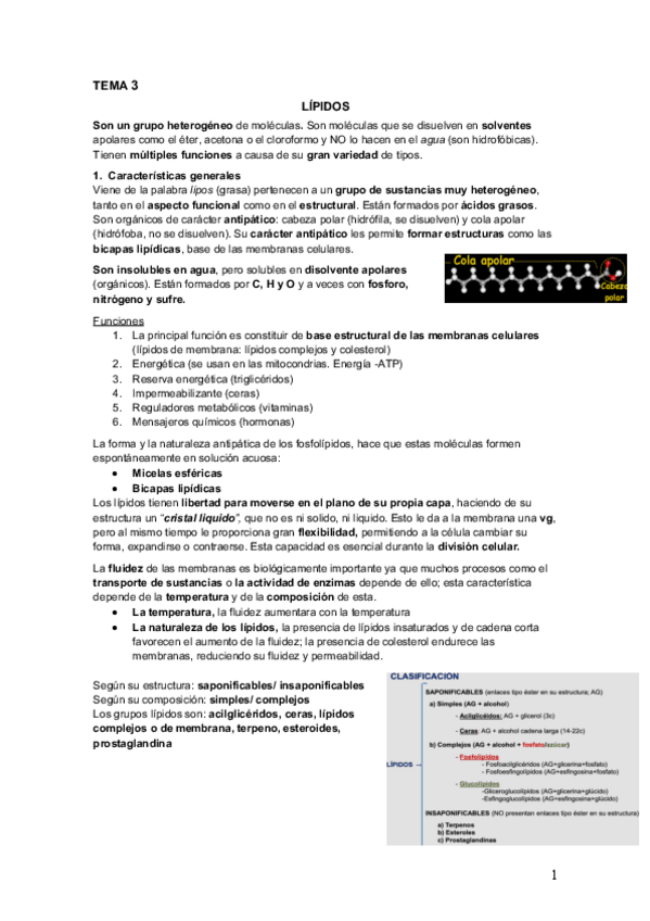Miniatura del documento Tema 3. Lípidos