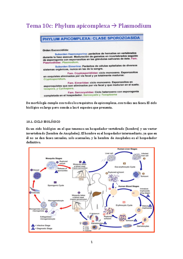 Miniatura del documento tema 10C para.pdf