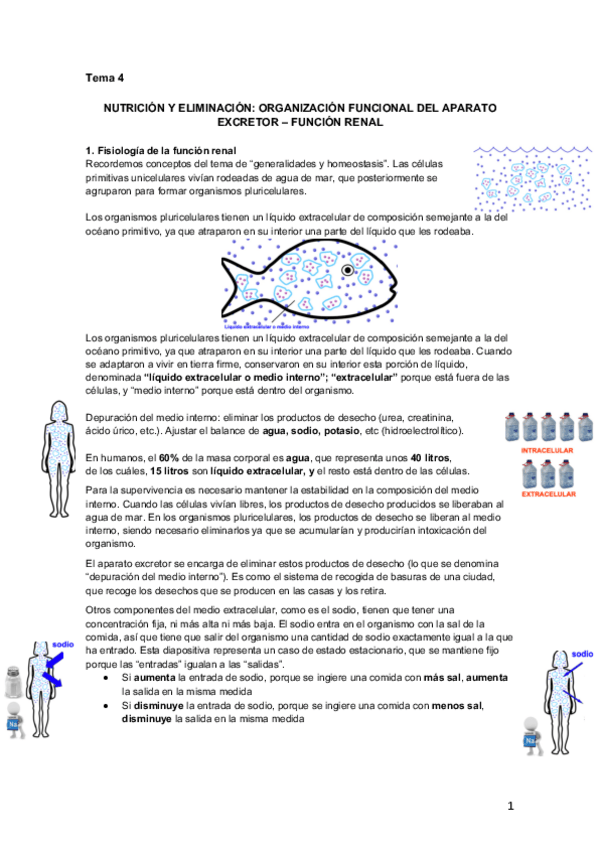 Miniatura del documento Tema 4.1 Aparato excretor