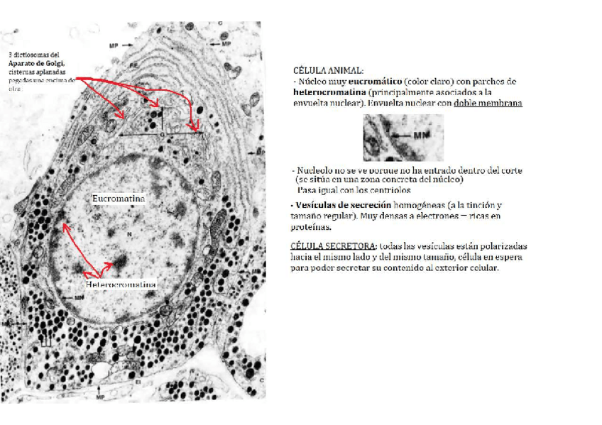 Miniatura del documento PRACTICAS-CITOLOGIA-IMAGENES-EXPLICADAS.pdf