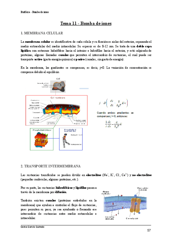 Miniatura del documento TEMA-11-BOMBA-DE-IONES-BIOFISICA.pdf
