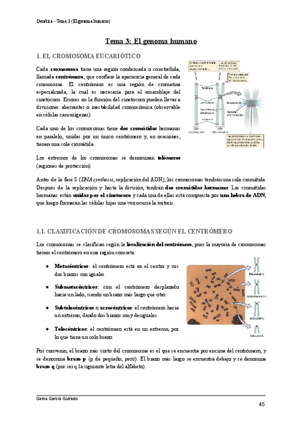 Miniatura del documento TEMA-3-EL-GENOMA-EUCARIOTA-GENETICA.pdf