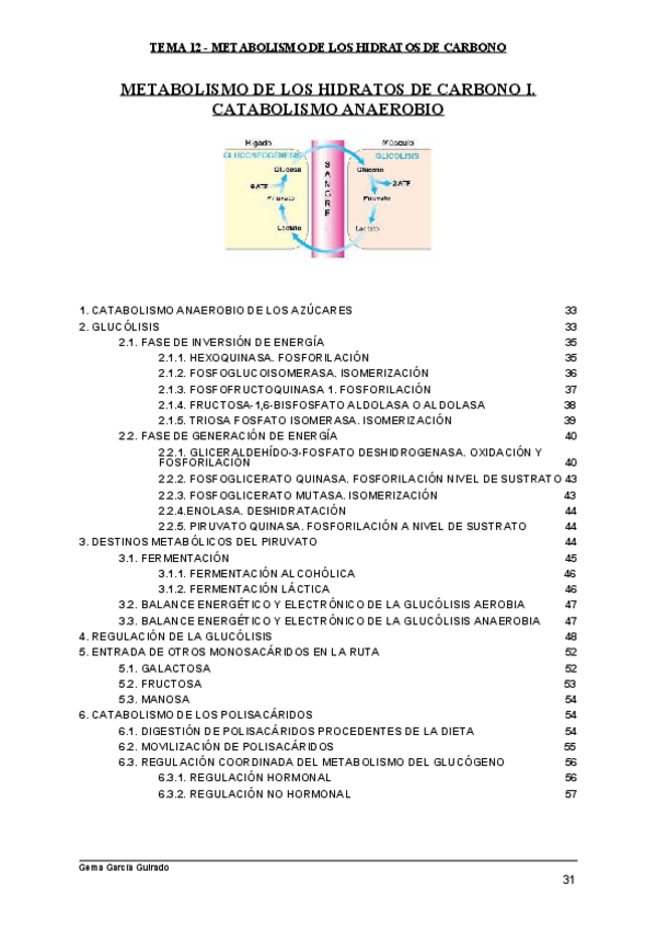 Miniatura del documento TEMA-12-METABOLISMO-DE-LOS-HIDRATOS-DE-CARBONO-I.pdf