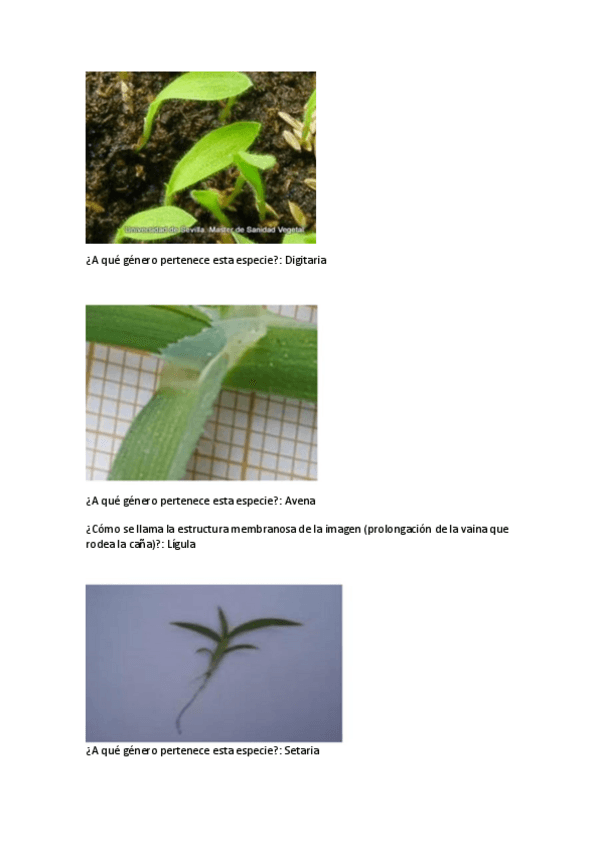 Miniatura del documento TODAS-LAS-FOTOS-DE-MALHERBOLOGIA.pdf