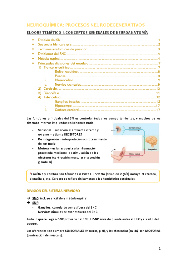 Miniatura del documento Tema-1-Neuroanatomia.pdf