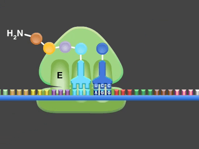 Miniatura del documento translationII.mov