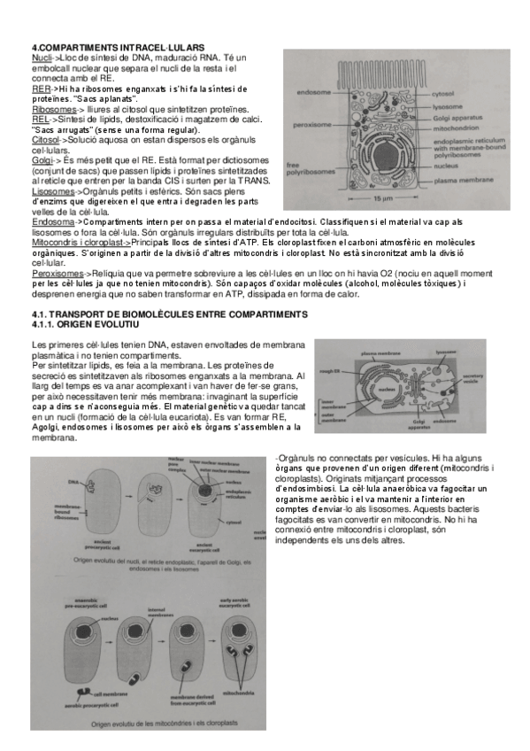 Miniatura del documento Tema-4-Cellular.pdf
