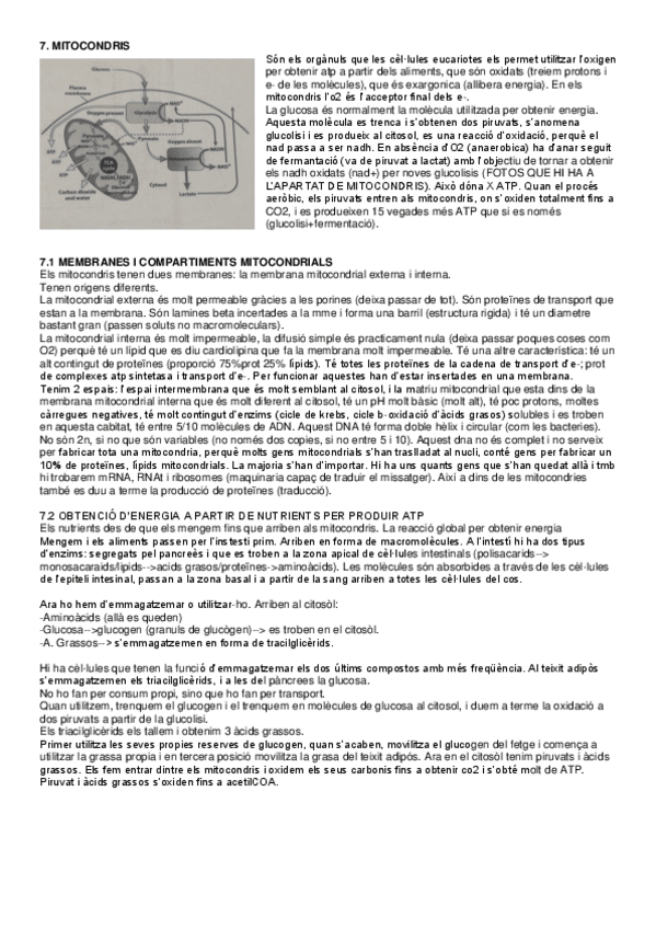 Miniatura del documento Tema-7-Cellular.pdf