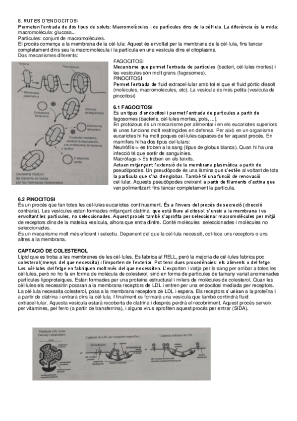 Miniatura del documento Tema-6-Cellular.pdf