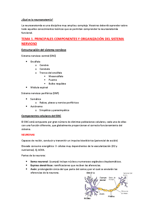 Miniatura del documento NEUROANATOMIA.pdf