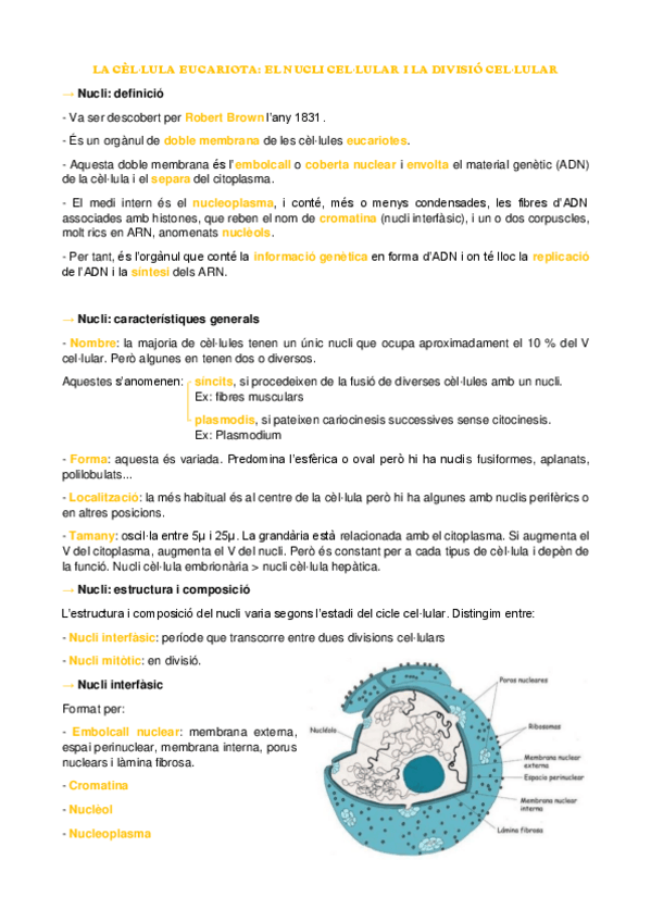 Miniatura del documento Apunts-nucli-i-divisio.pdf
