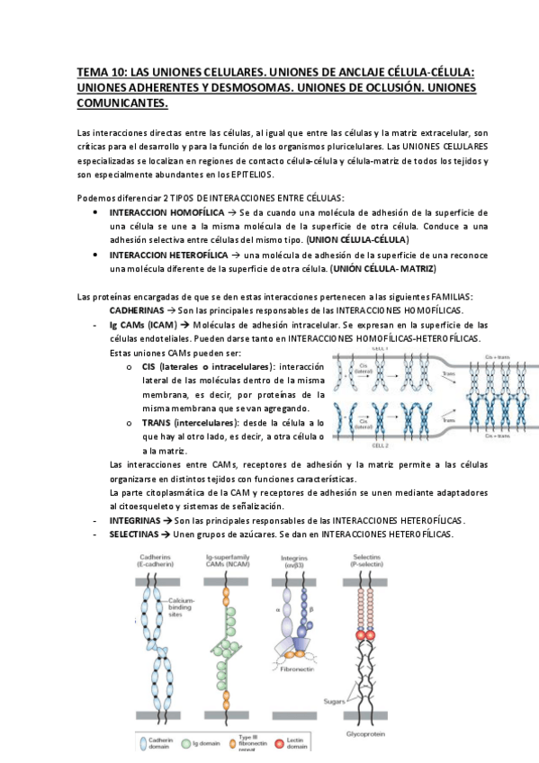 Miniatura del documento TEMA-10.pdf