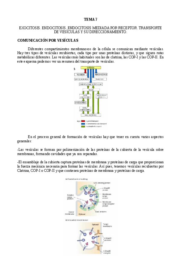 Miniatura del documento TEMA-7.pdf