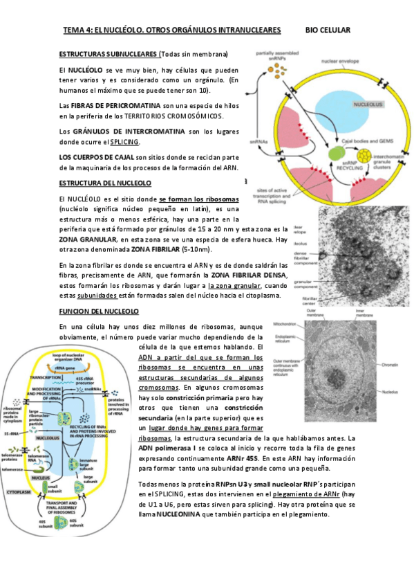 Miniatura del documento TEMA-4.pdf