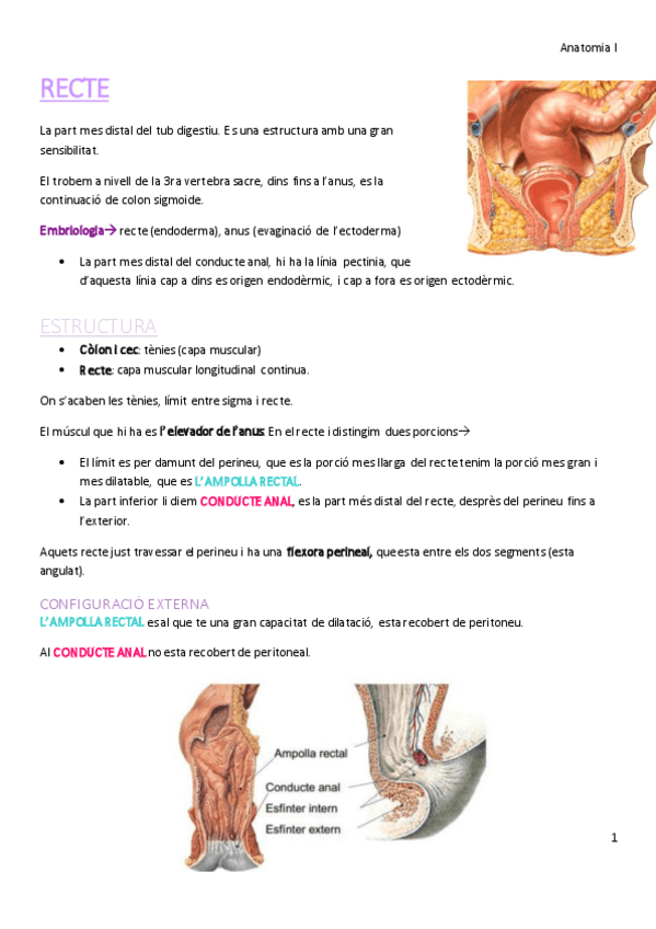 Miniatura del documento RECTE_APARELL DIGESTIU