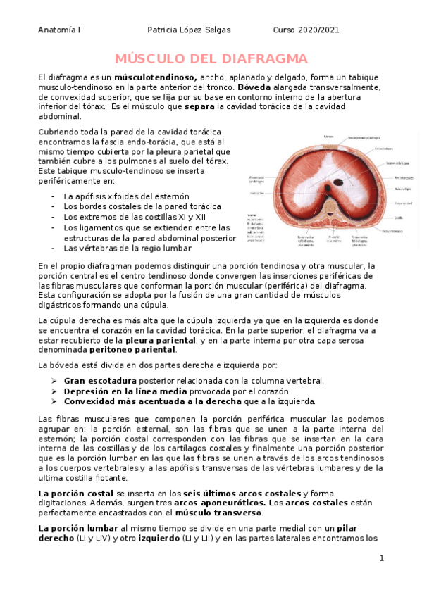 Miniatura del documento Musculo-del-diafragma.docx