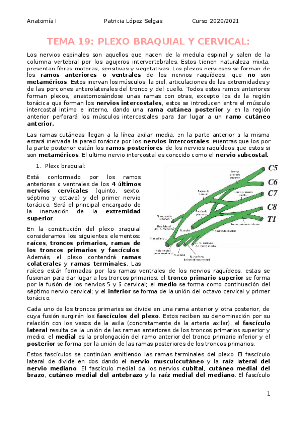 Miniatura del documento Plexo-braquial-y-cervical.docx