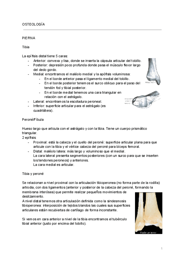 Miniatura del documento anatomia-del-pie.pdf