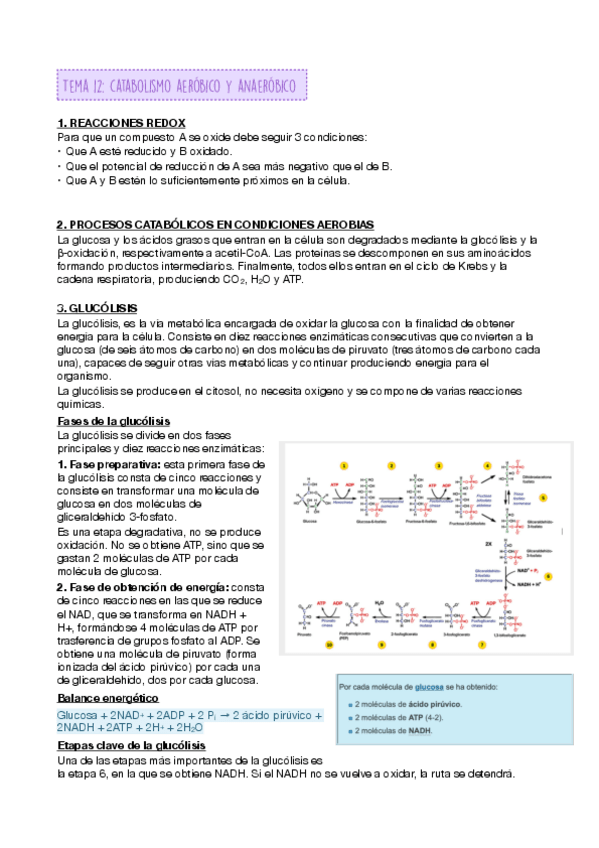 Miniatura del documento TEMA-12-.pdf