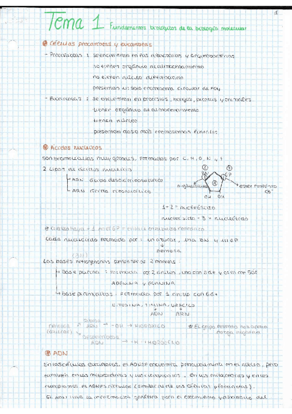 Miniatura del documento TEMA-1-FUNDAMENTOS-BIOLOGICOS.pdf