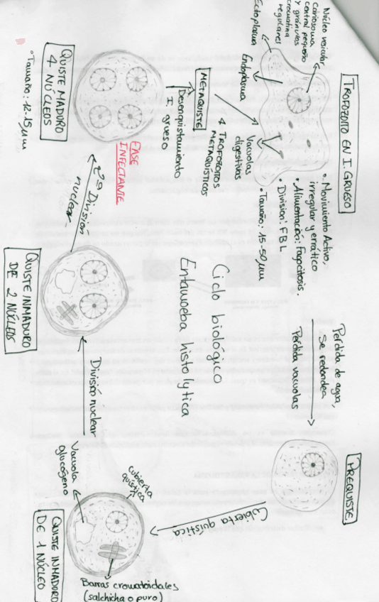 Miniatura del documento ciclo entamoeba histolytica.pdf