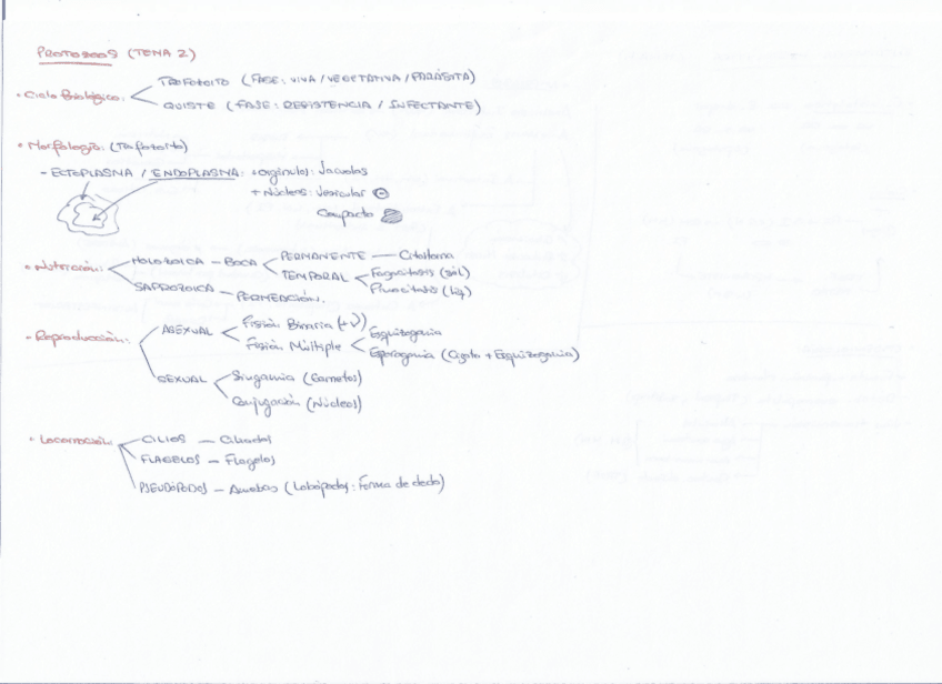 Miniatura del documento ESQUEMAS Y CICLOS CLASE.pdf