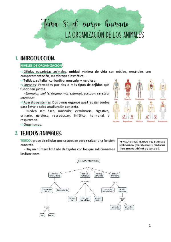 Miniatura del documento TEMA-8-EL-CUERPO-HUMANO.pdf