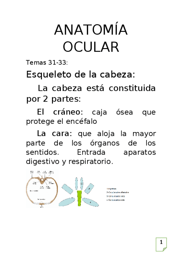 Miniatura del documento anatomiaocular.docx