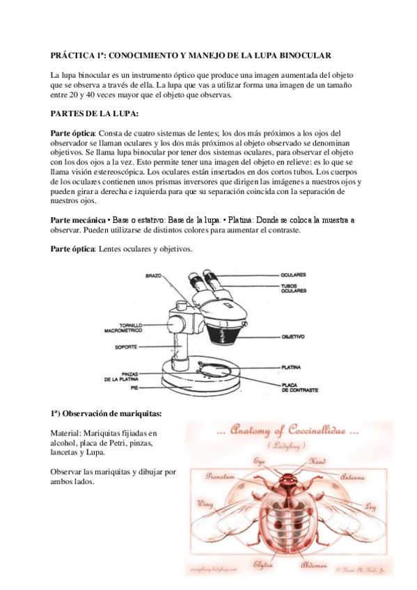 Miniatura del documento PRACTICAS-Y-VACUNAS.pdf
