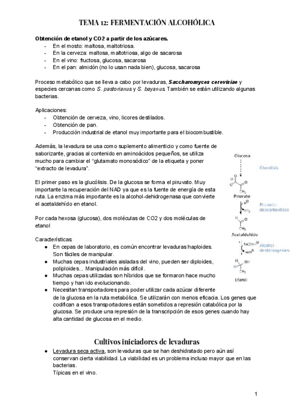 Miniatura del documento TEMA-12-FERMENTACION-ALCOHOLICA.pdf