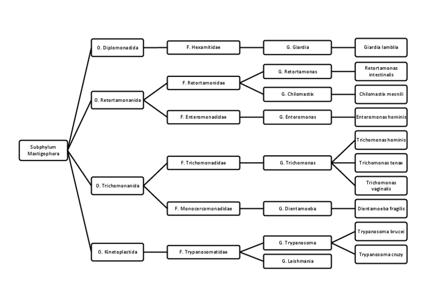 Miniatura del documento 3. Subphylum mastigophora.pdf
