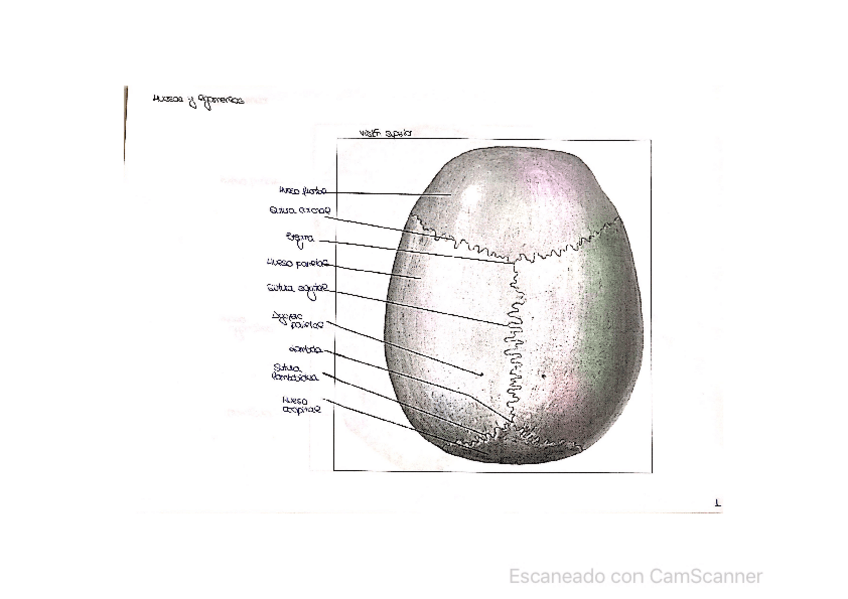 Miniatura del documento Laminas-aparato-locomotor.pdf