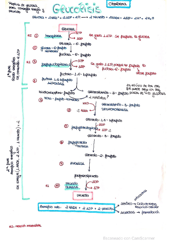 Miniatura del documento apuntes-examen-bioquimica.pdf