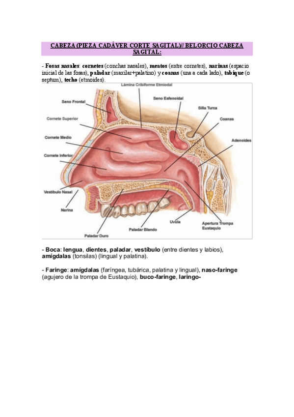 Miniatura del documento Practica-2-respiratorio.pdf