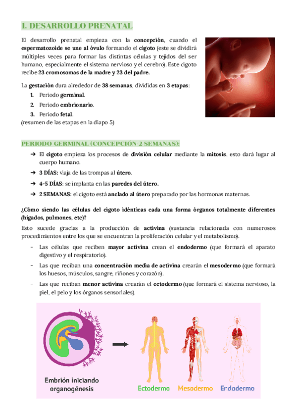 Miniatura del documento TEMA 2: DESARROLLO EN 1º INFANCIA