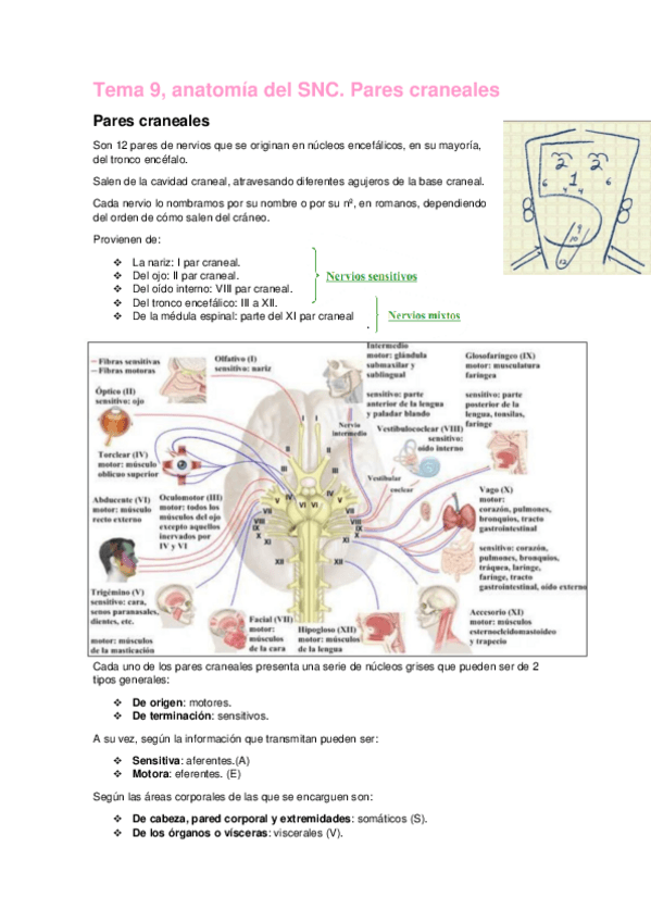 Miniatura del documento Tema-9-anatomia.pdf