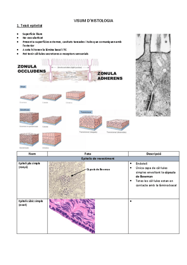 Miniatura del documento VISUM-histologia.pdf