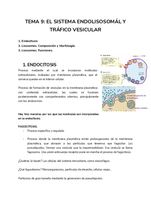 Miniatura del documento TEMA-9-EL-SISTEMA-ENDOLISOSOMAL-Y-TRAFICO-VESICULAR.pdf