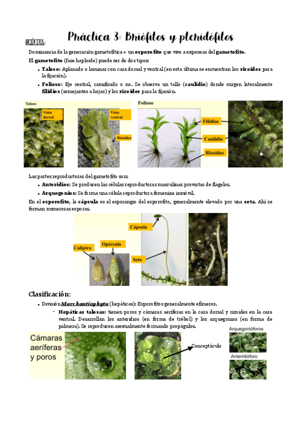 Miniatura del documento Practicas-3.pdf