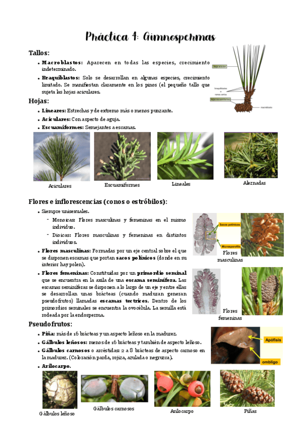 Miniatura del documento Practica-4.pdf