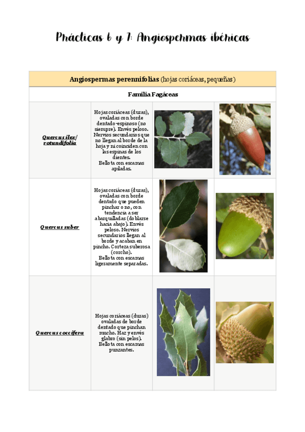 Miniatura del documento Practica-6-y-7.pdf