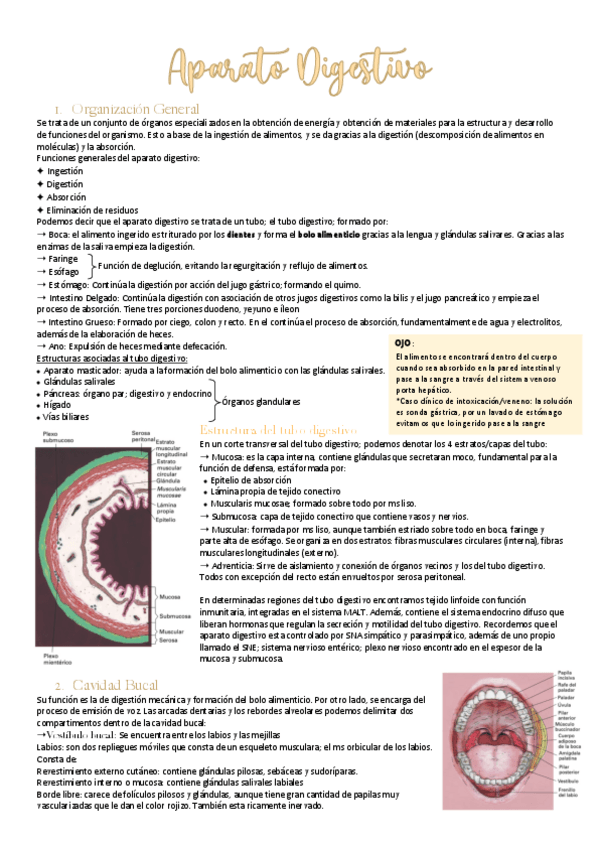 Miniatura del documento aparatodigetsivo.pdf
