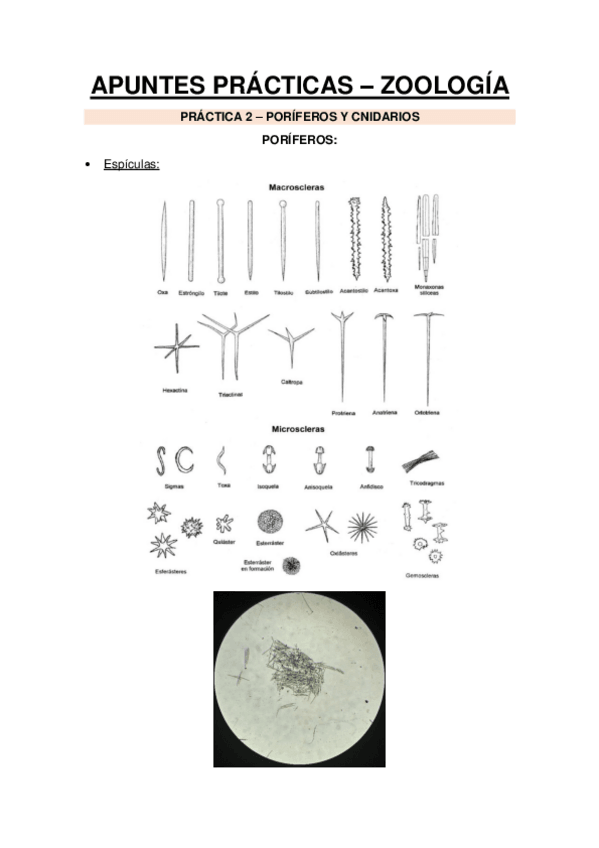 Miniatura del documento APUNTES-PRACTICAS.pdf