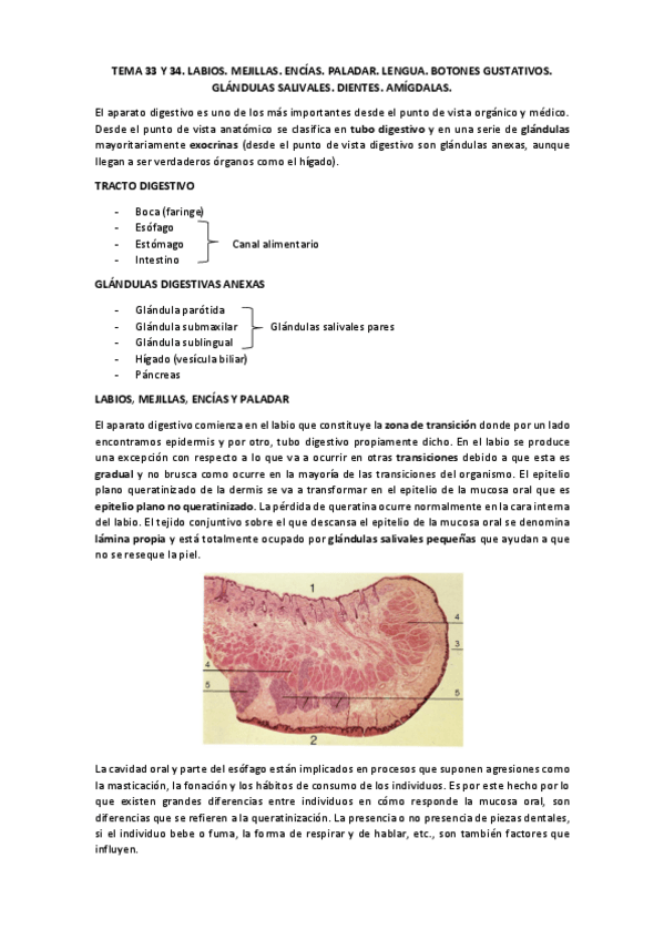 Miniatura del documento TEMA 33 Y 34 para wuolah.pdf