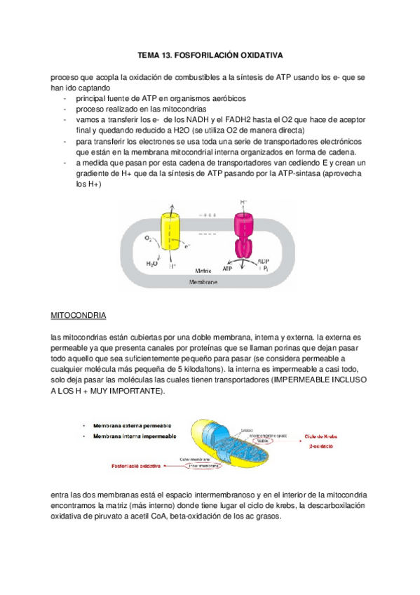 Miniatura del documento TEMA-13.docx