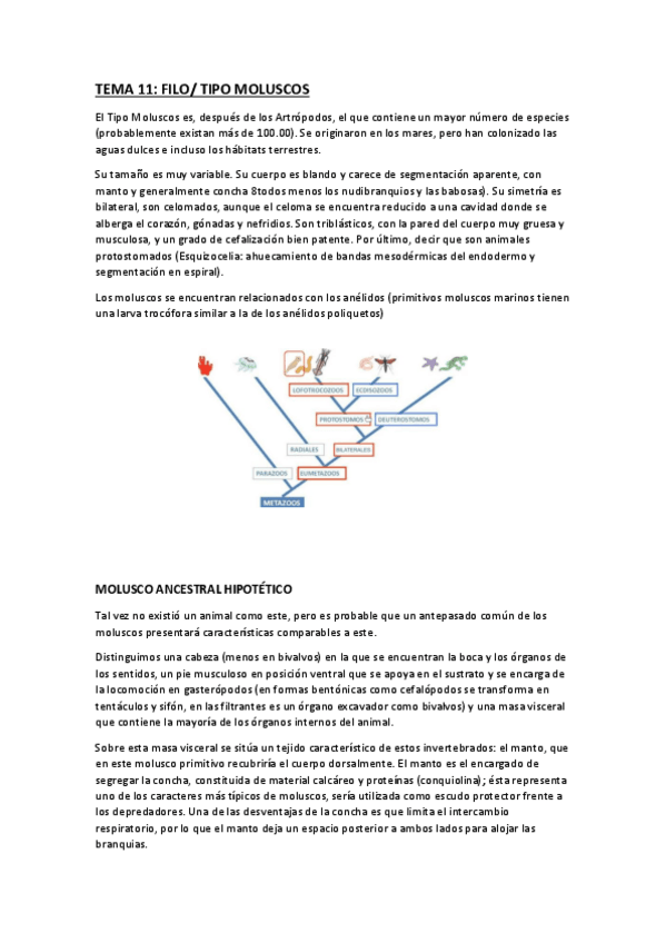 Miniatura del documento tema-11-moluscos.pdf