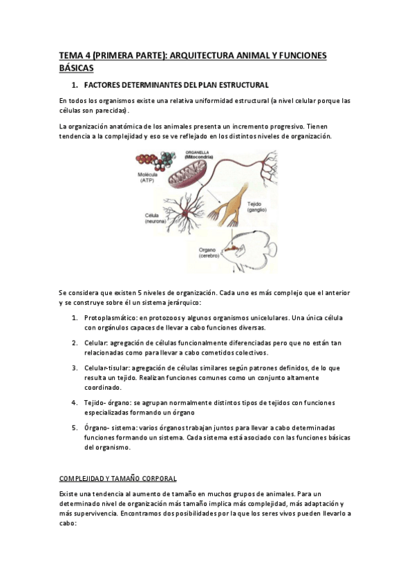 Miniatura del documento tema-4-arquitectura-animal-y-funciones-basicas.pdf
