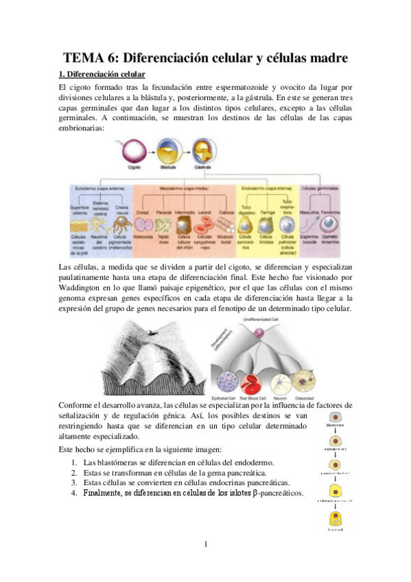 Miniatura del documento Tema-6-Apuntes-Bases-Desarrollo.pdf