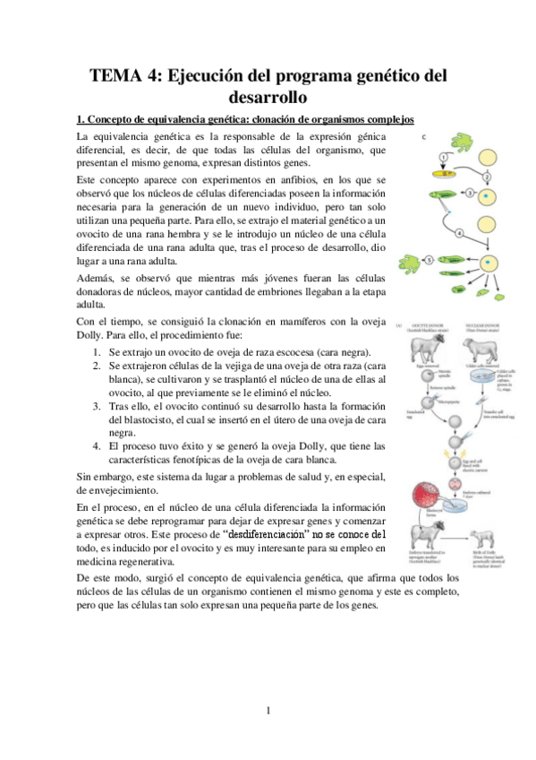 Miniatura del documento Tema-4-Apuntes-Bases-Desarrollo.pdf