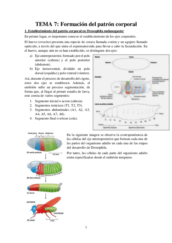 Miniatura del documento Tema-7-Apuntes-Bases-Desarrollo.pdf
